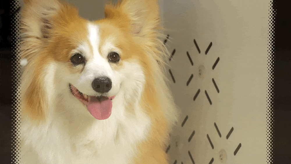 93f81d2a7e9cc373a31be474187cf867_1724921362_5348.gif